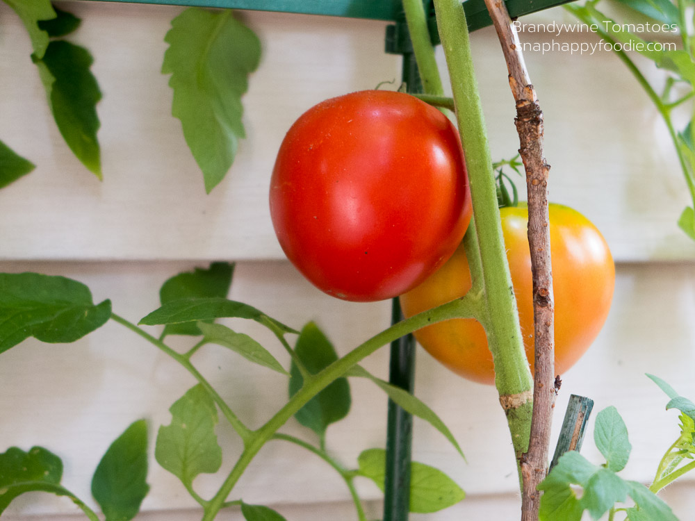 Brandywine Tomatoes (Sept 2014)