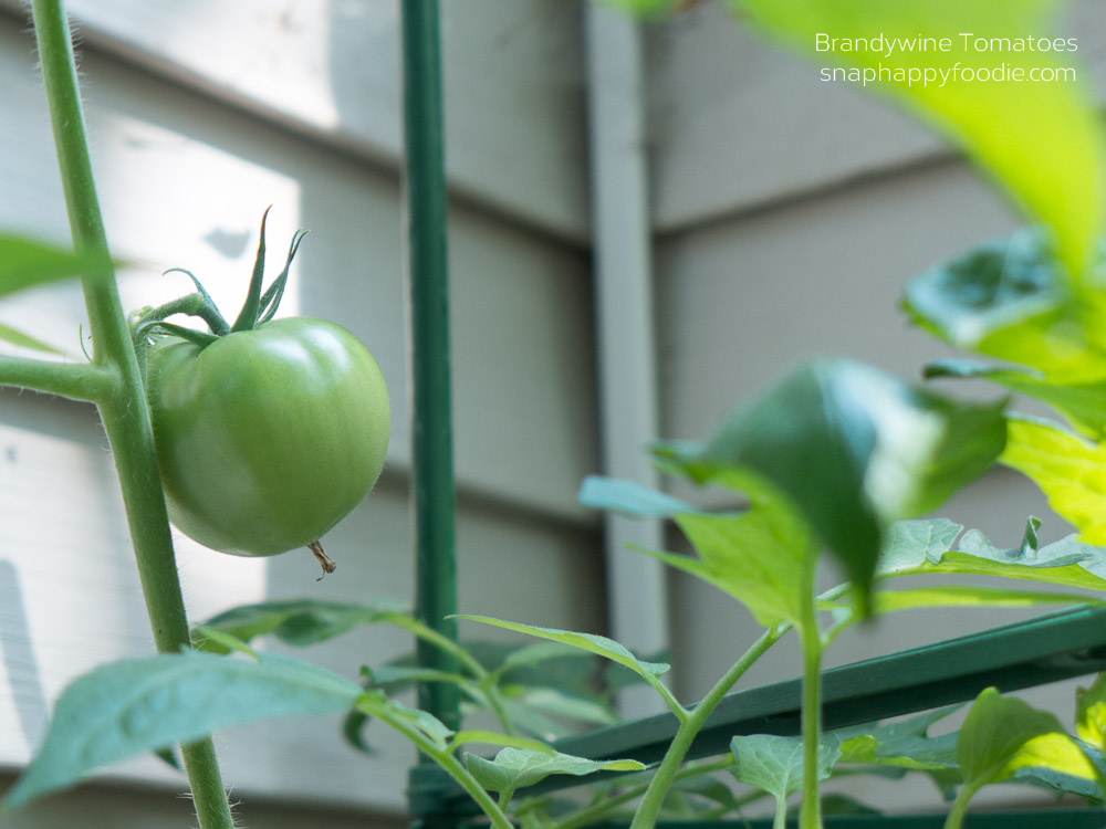 Brandywine Tomatoes (Sept 2014)