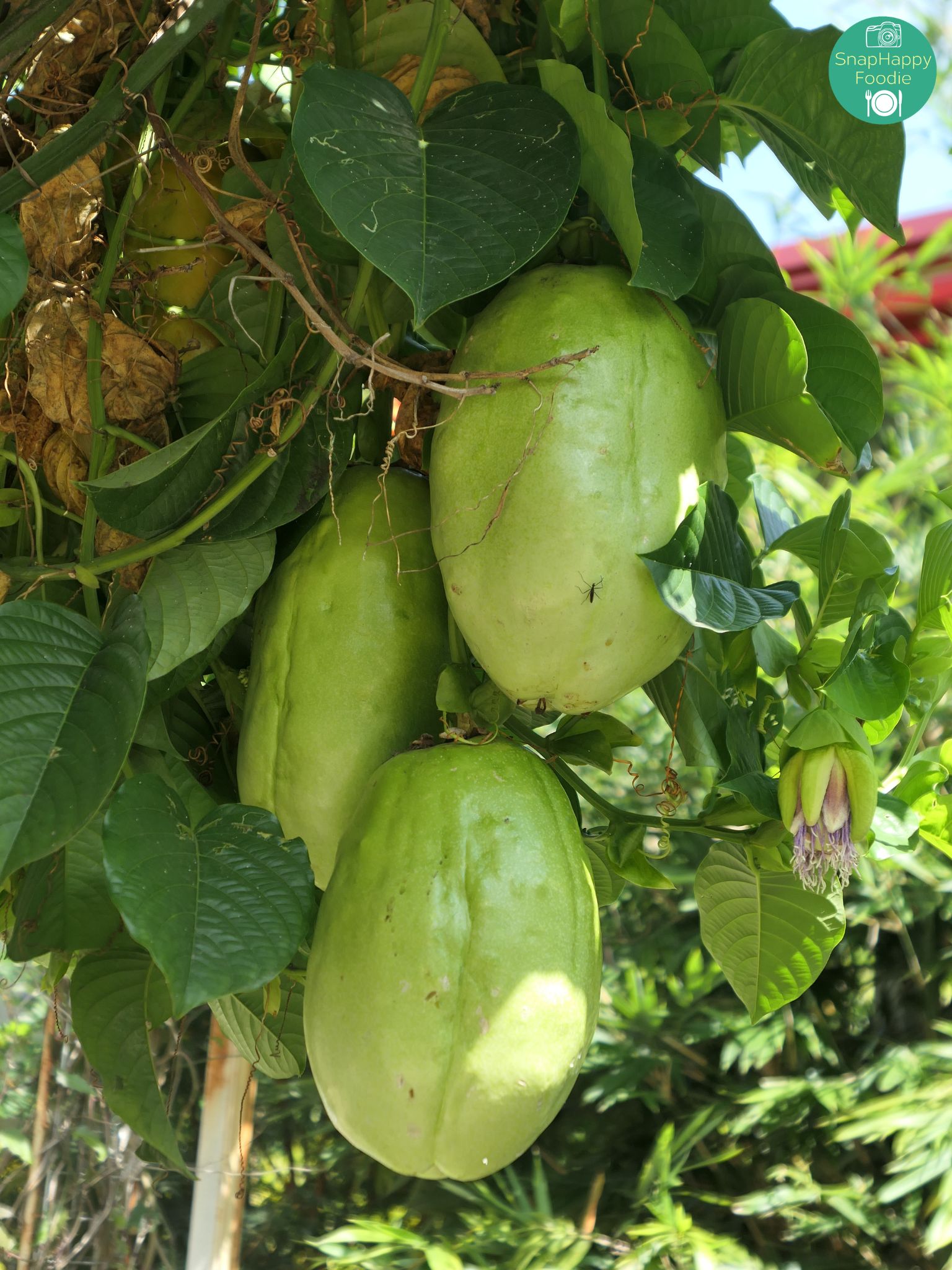 Chayote | SnapHappy Foodie | www.snaphappyfoodie.com