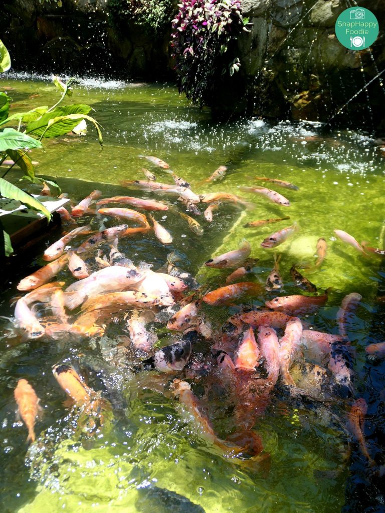 Fishpond at Queens Strawberry Farm | SnapHappy Foodie | www.snaphappyfoodie.com